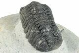 Austerops Trilobite - Ofaten, Morocco #287561-4